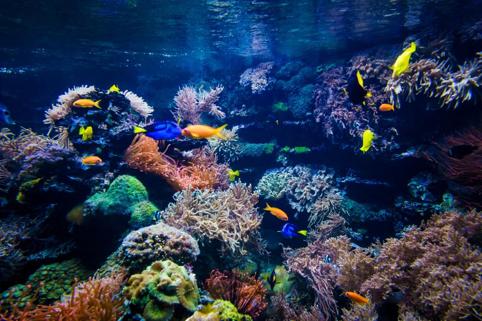 Image showing the underwater world with colourful coral and tropical fish.