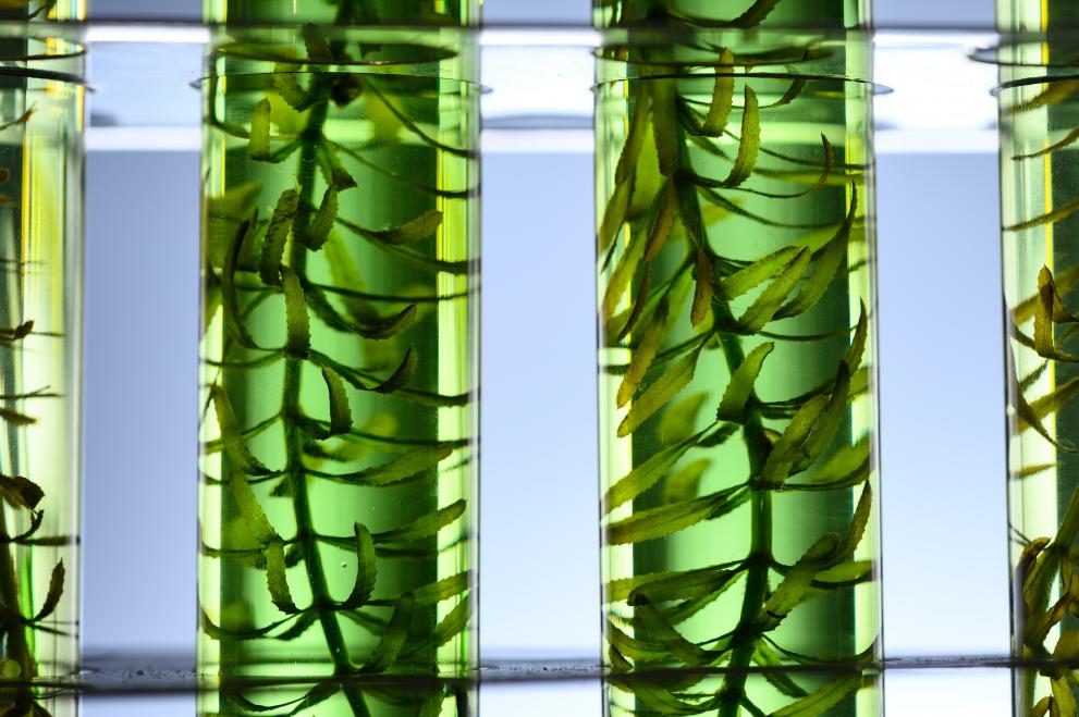 Image showing algae seaweed in science experiments.