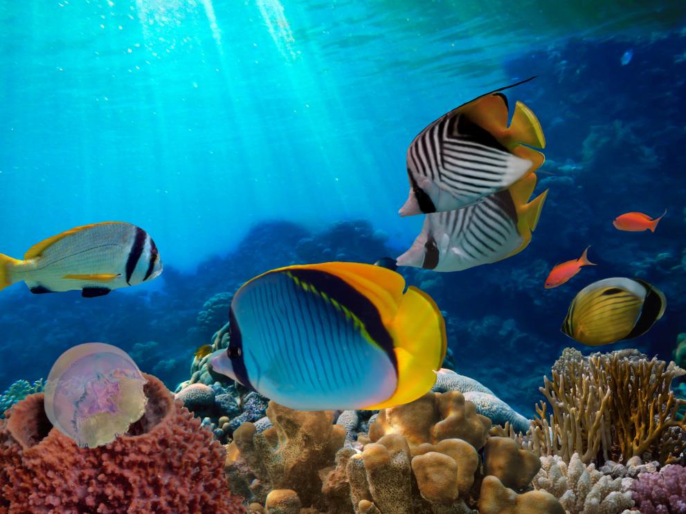 Image of coral reef with tropical fish.