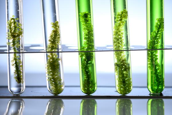 [Image of algae seaweed in test tubes ]